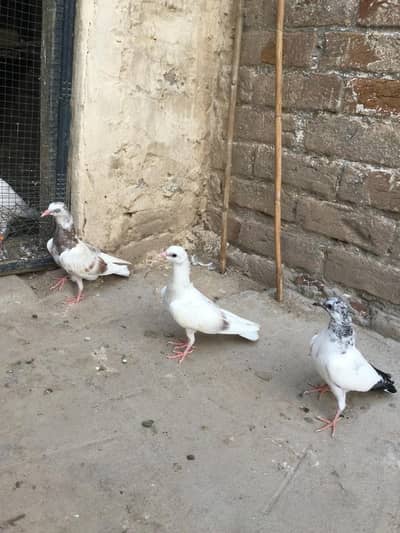 Per piece low Flyers pigeon for sale.