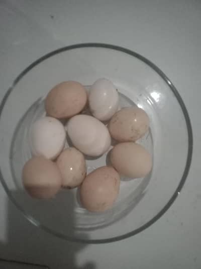 DESI FRESH EGGS FOR SALE