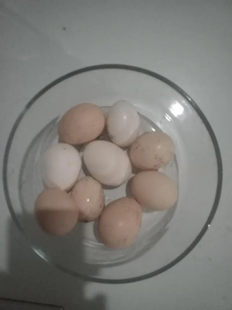 DESI FRESH EGGS FOR SALE — photo 2