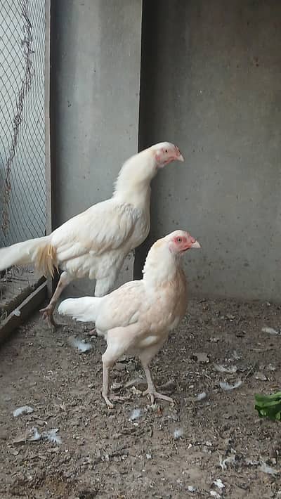 HERRA ASEEL PAIR FOR SALE