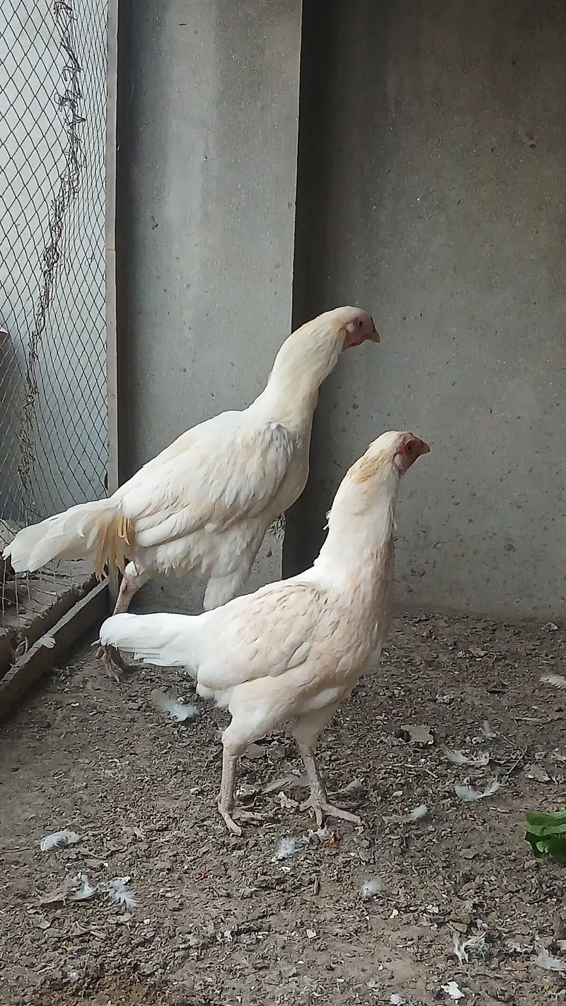 HERRA ASEEL PAIR FOR SALE — photo 2