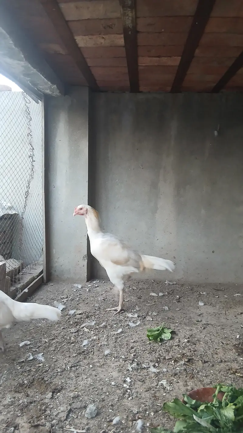 HERRA ASEEL PAIR FOR SALE — photo 3