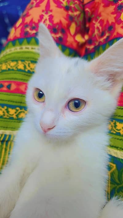 very cutest  cat recently  vaccinated
