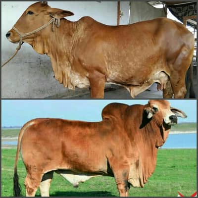 CHOLISTANI COW PREGNANT WITH BRAHMAN INSEMINATED 03022110311