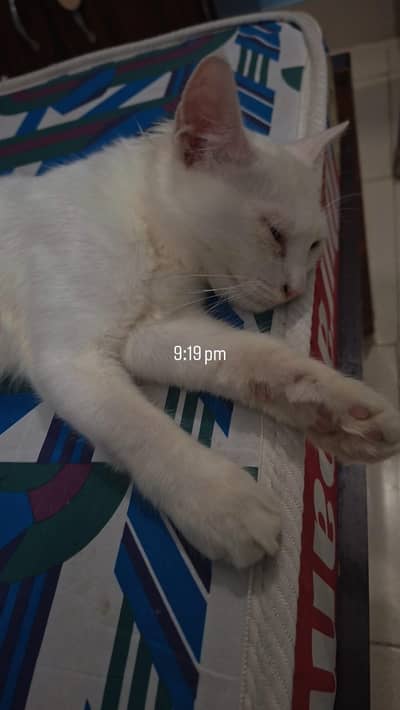 persian kitten male