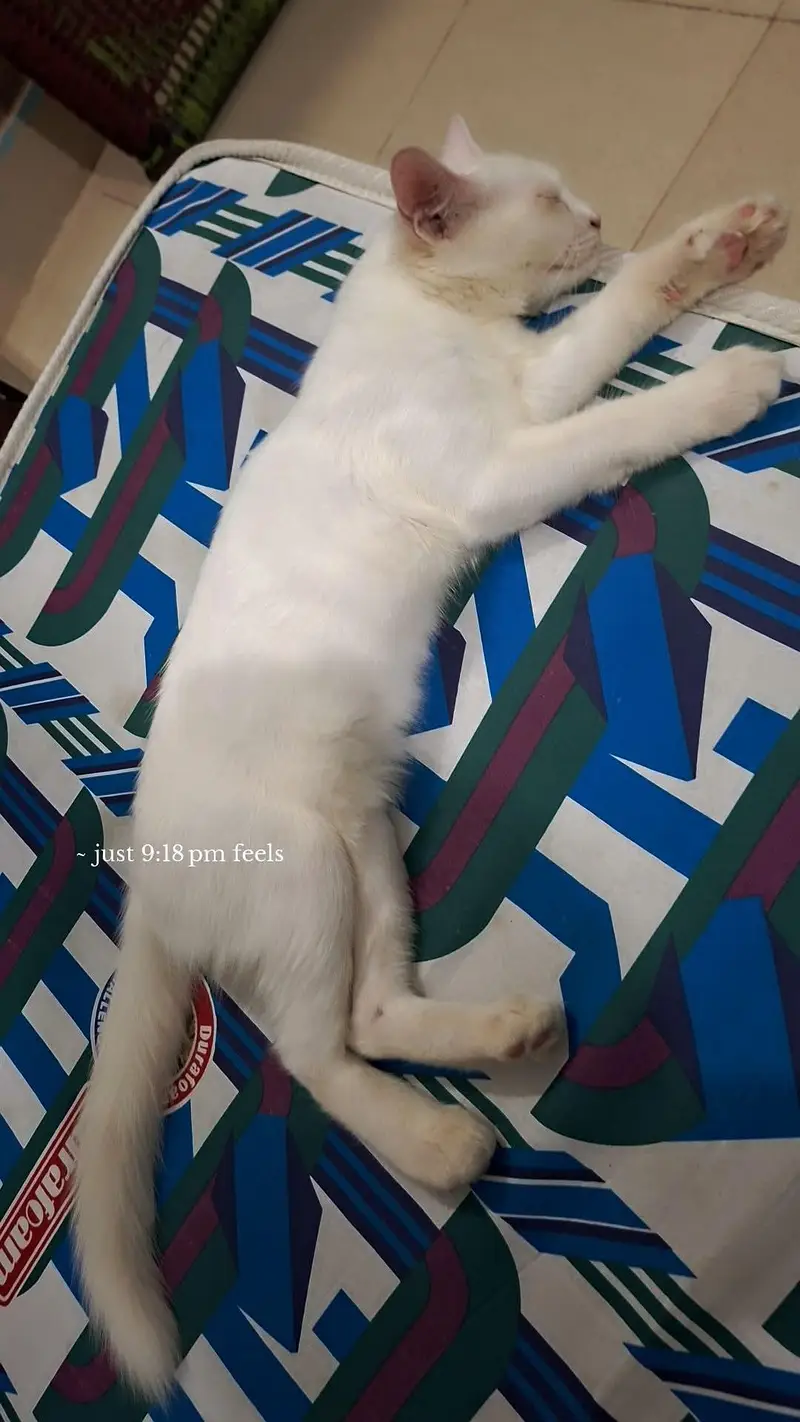 persian kitten male — photo 2