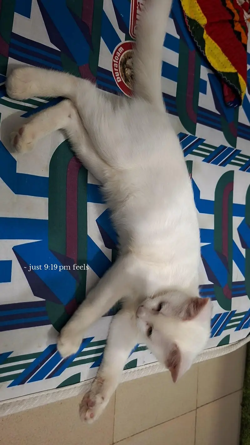 persian kitten male — photo 3