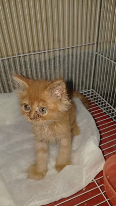 Persian kitten. very beautiful brown Persian kitten.