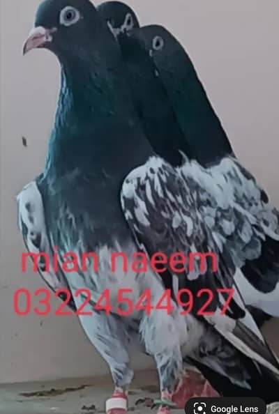 pure frozpure pegions kay pathiyan pathay available