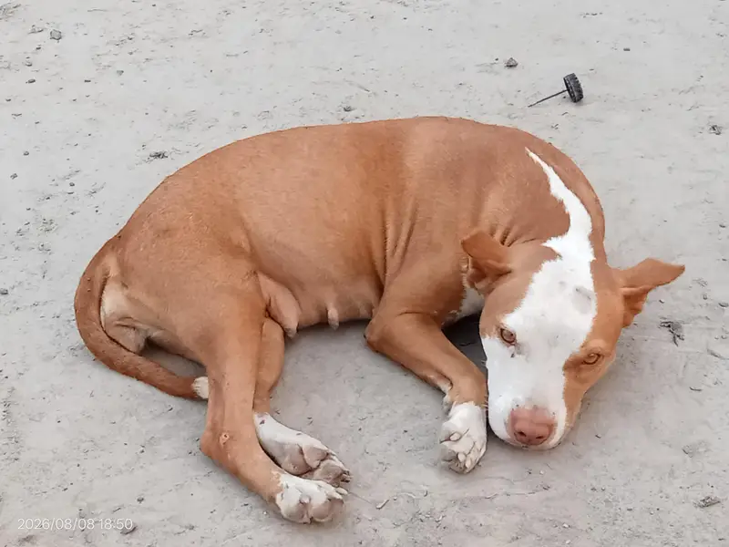 full healthy active female pitbull