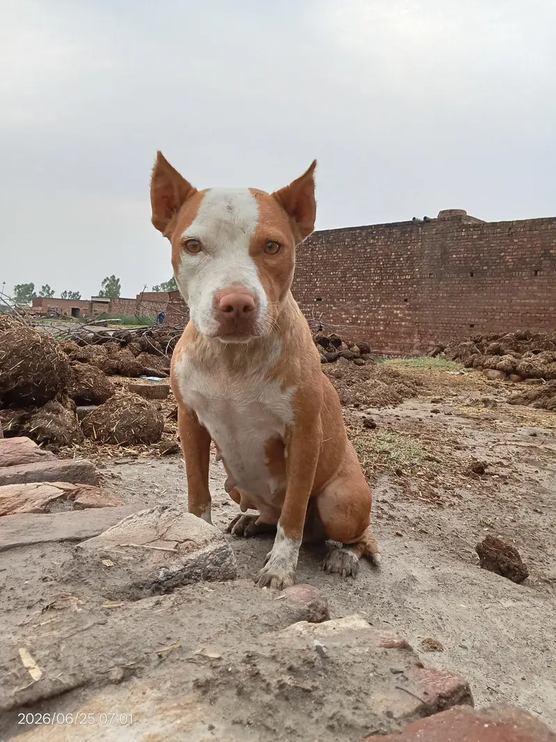 full healthy active female pitbull — photo 2