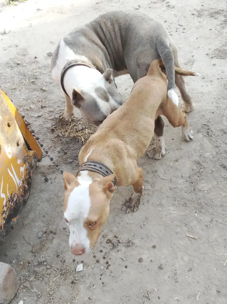 full healthy active female pitbull — photo 3