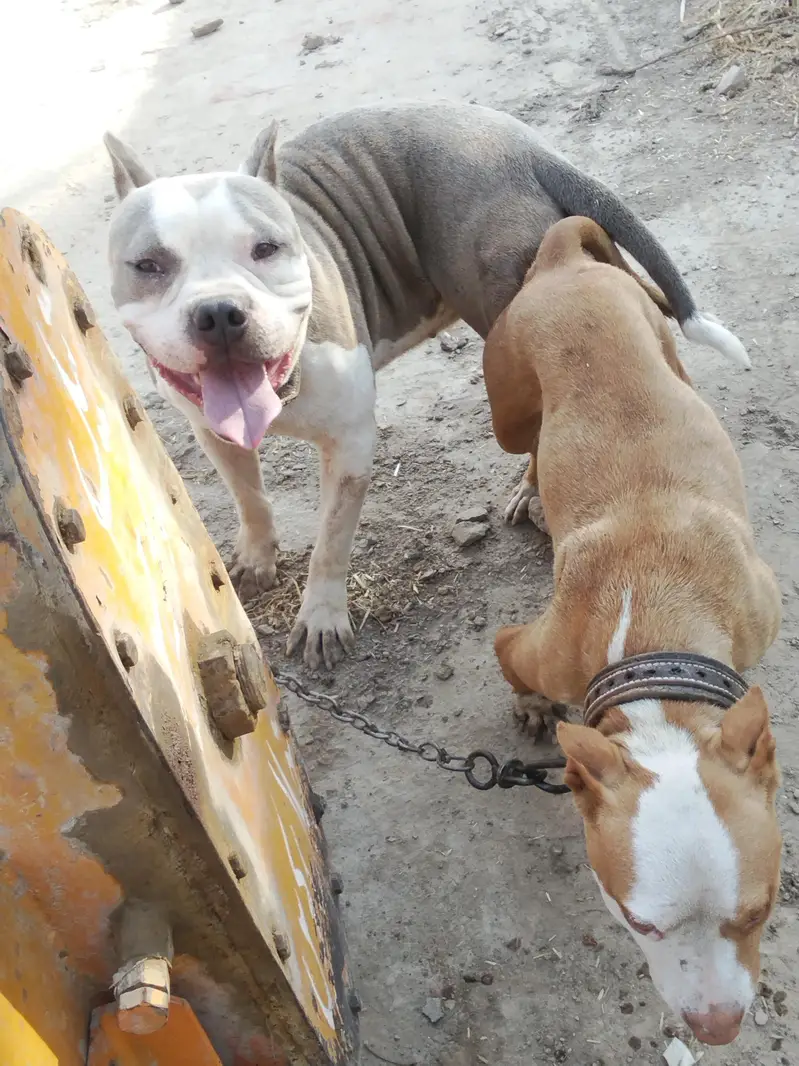 full healthy active female pitbull — photo 4