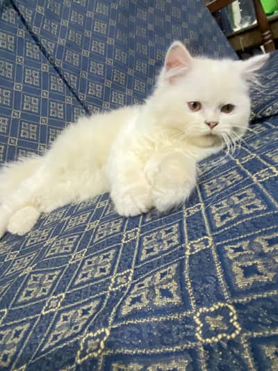 pure persion punch face triple coated female kitten
