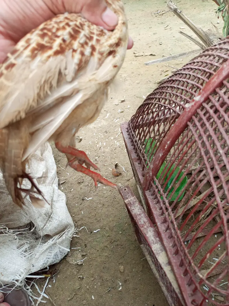 Irani tester male female — photo 2