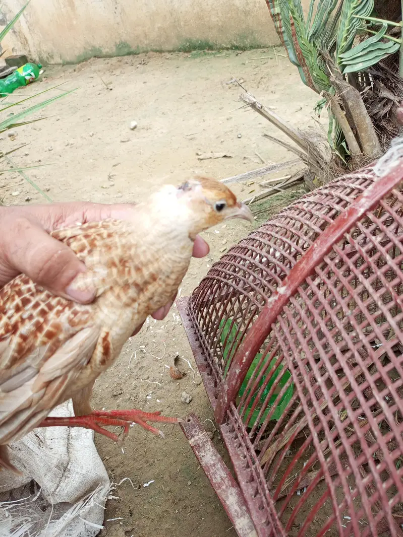 Irani tester male female — photo 3