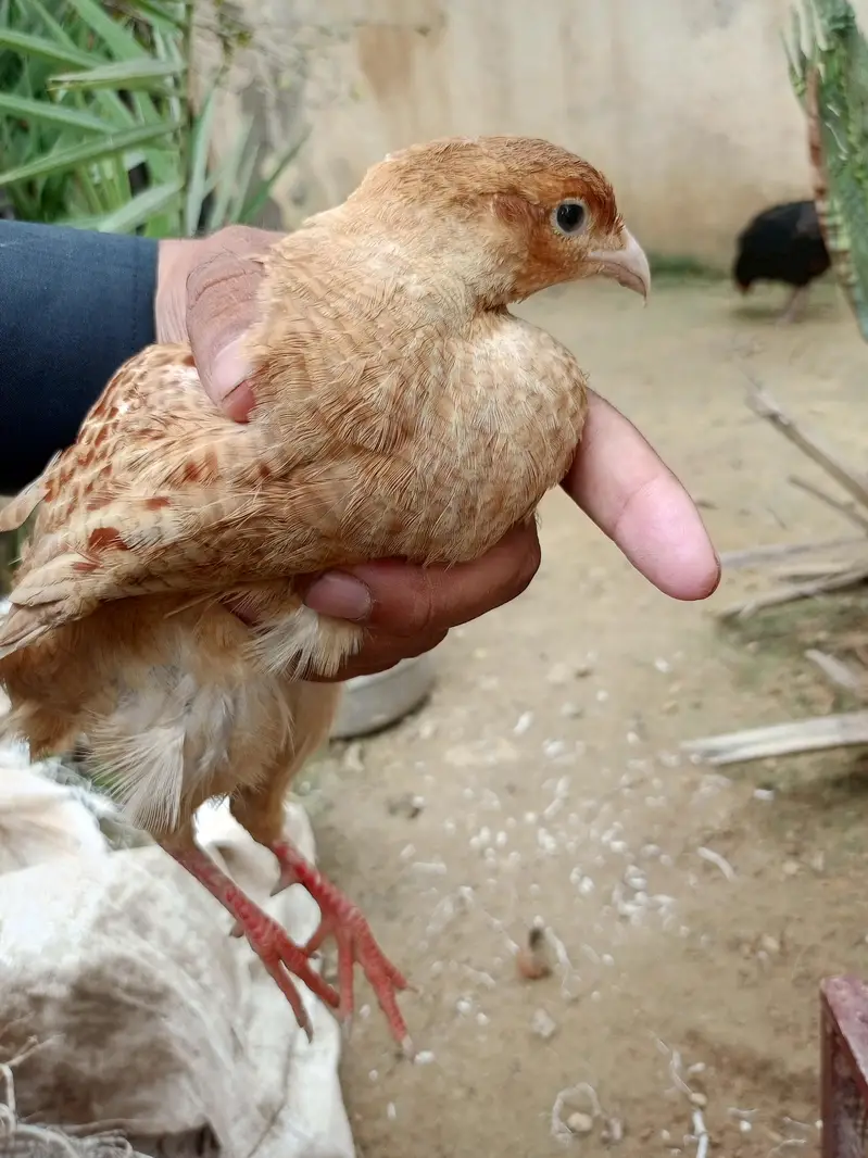 Irani tester male female — photo 4
