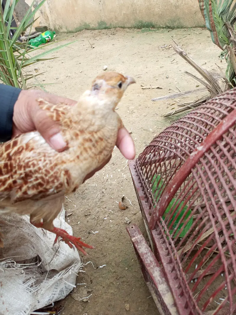 Irani tester male female — photo 5