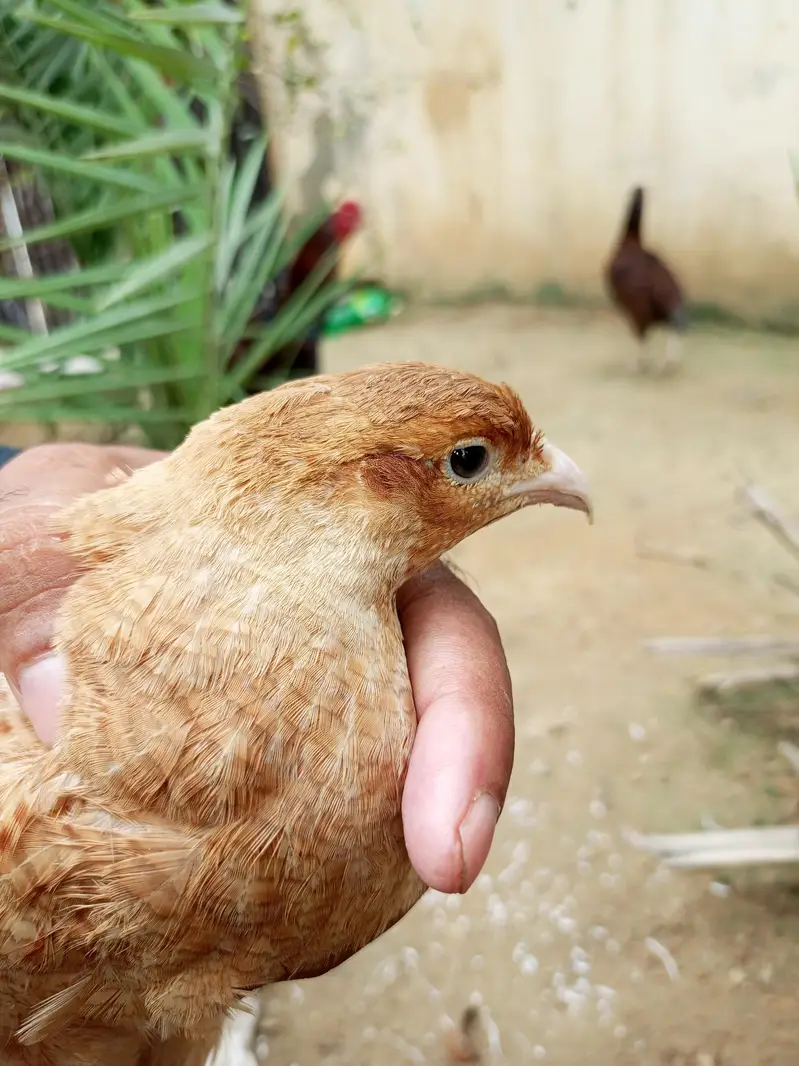 Irani tester male female — photo 6