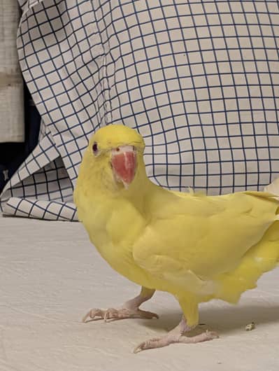 yellow ringneck full active
