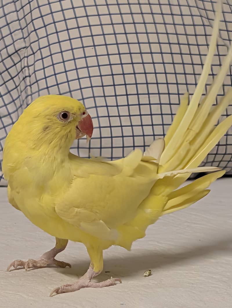 yellow ringneck full active 1