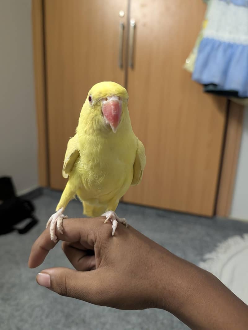 yellow ringneck full active 2