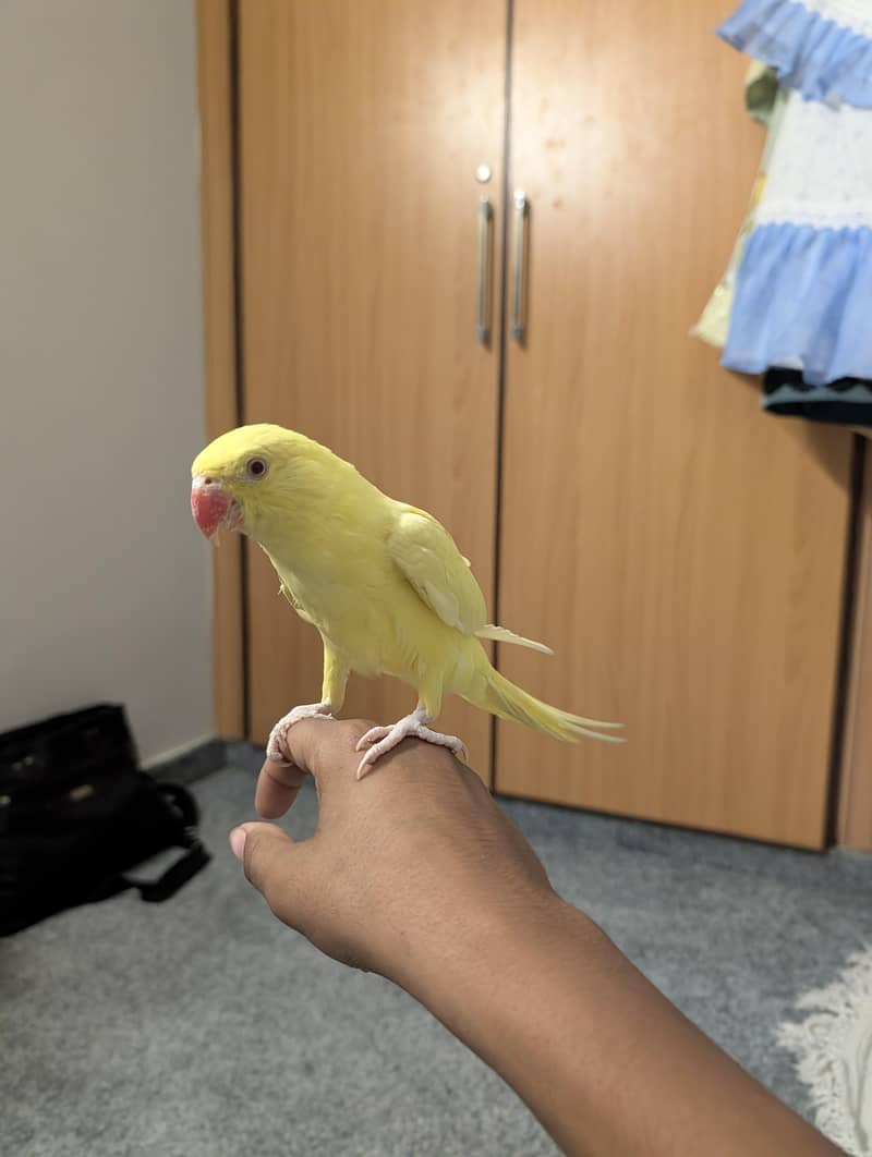 yellow ringneck full active 3