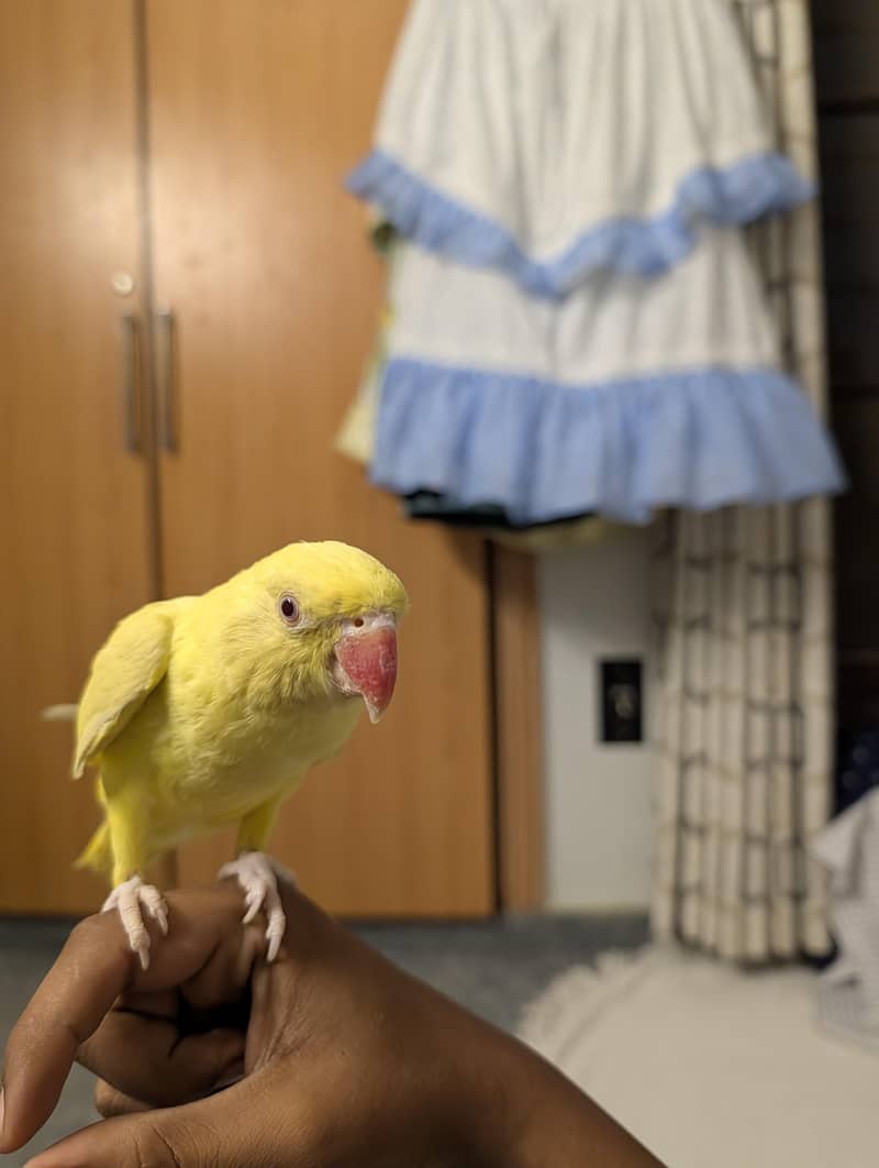 yellow ringneck full active 4