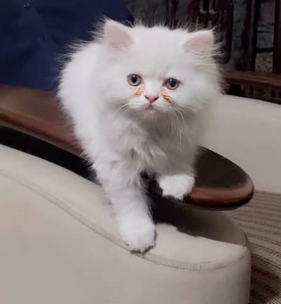 Persian triple coat female kitten.