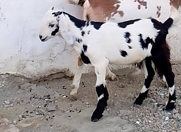 Bakra 1