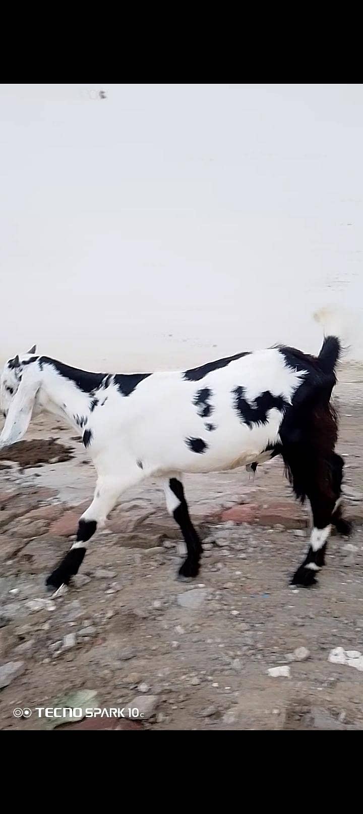 Bakra 2