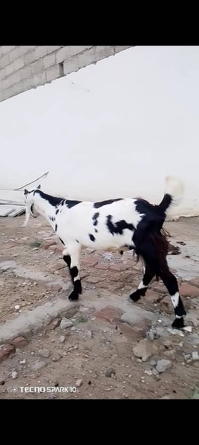 Bakra