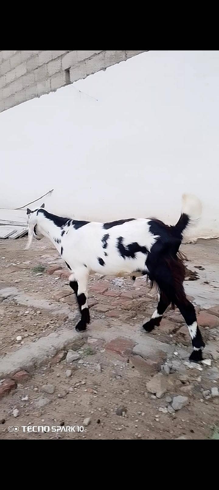 Bakra 0