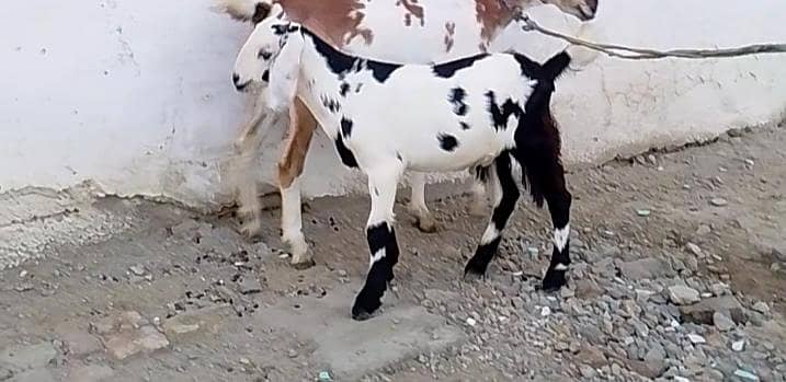 Bakra 3