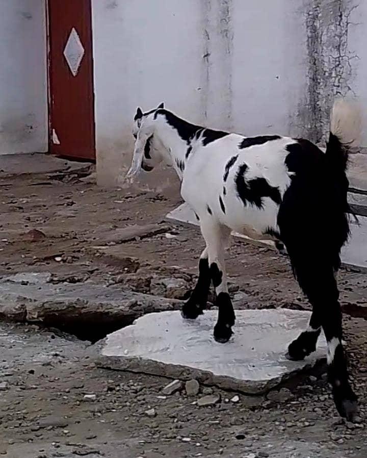 Bakra 4
