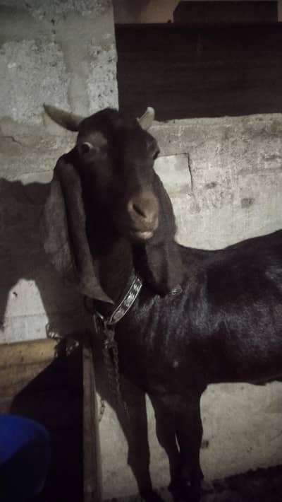 bakri for sale