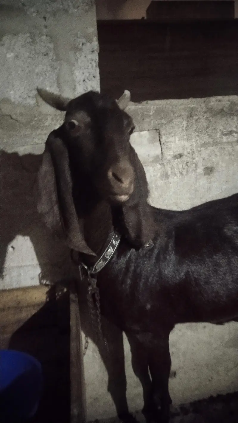 bakri for sale