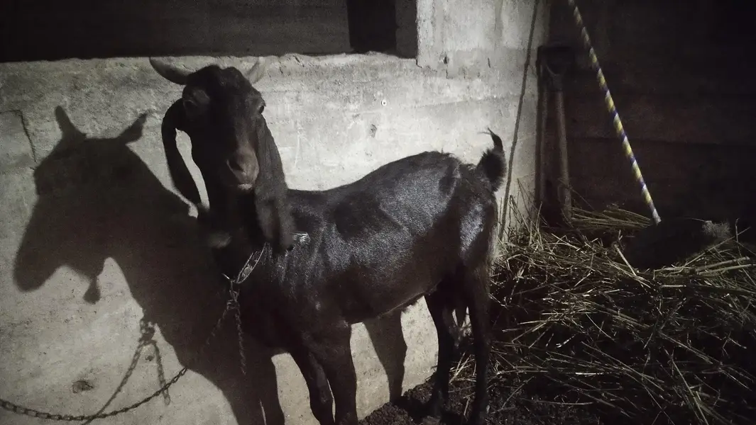 bakri for sale — photo 2