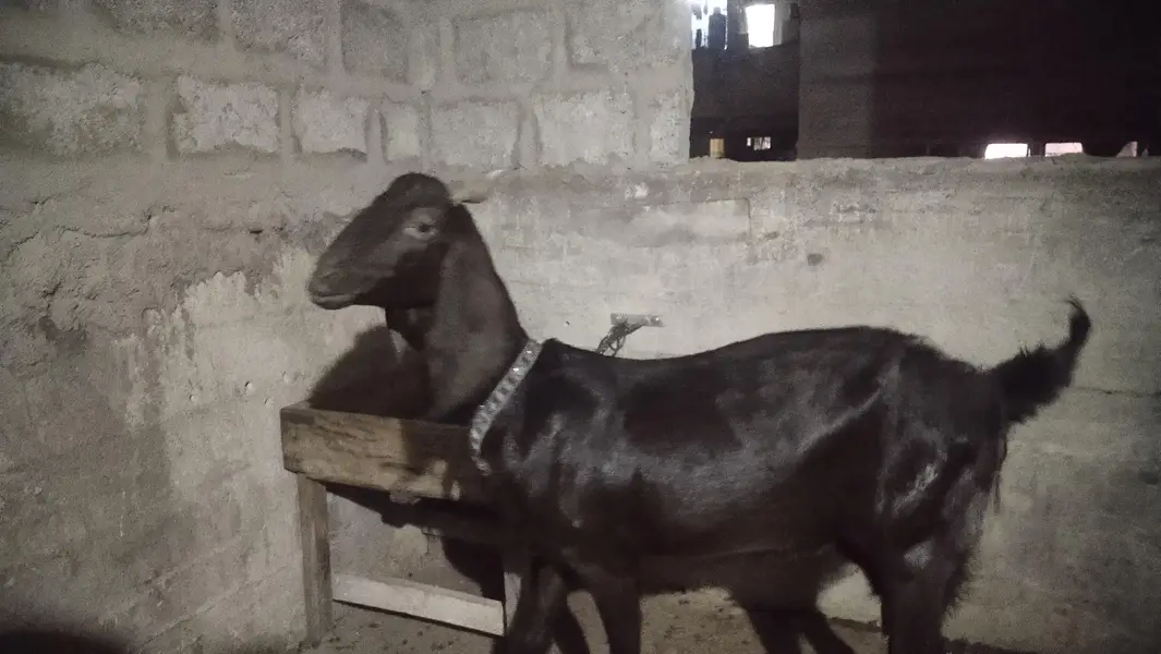 bakri for sale — photo 3