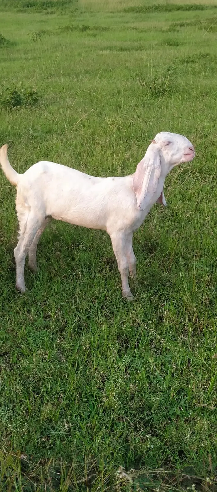 Rajanpuri White Bakri 6 Month Khiri - Healthy Active