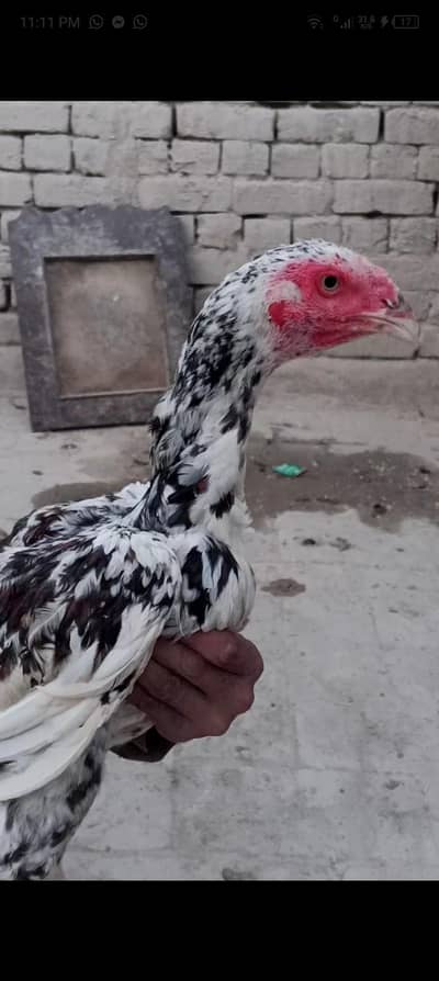 Aseel pair 5 month pathay