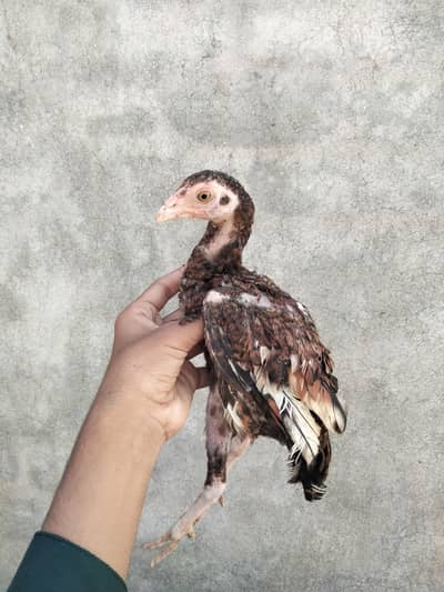 chicks for sale