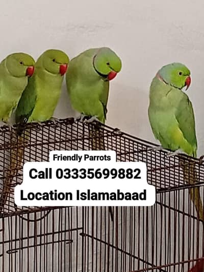 Single 8,00 Friendly Green Ring Neck Parrot's Jumbo Size
