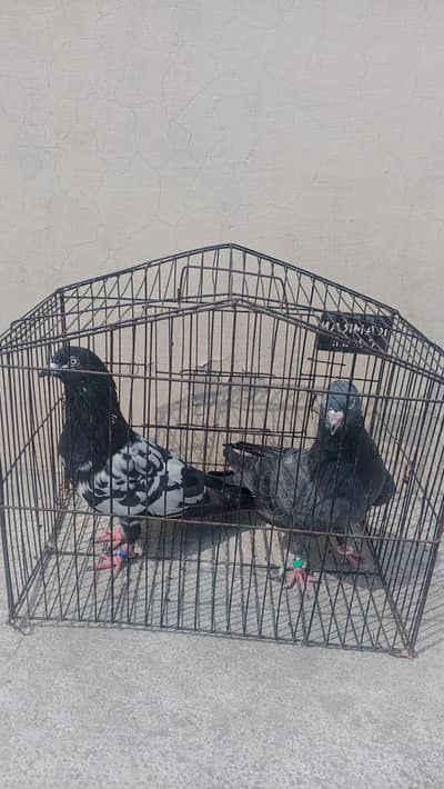pigeon