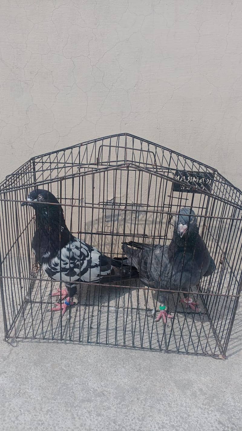 pigeon 0