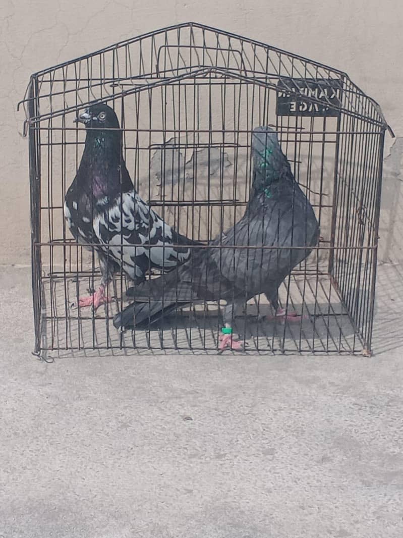 pigeon 1