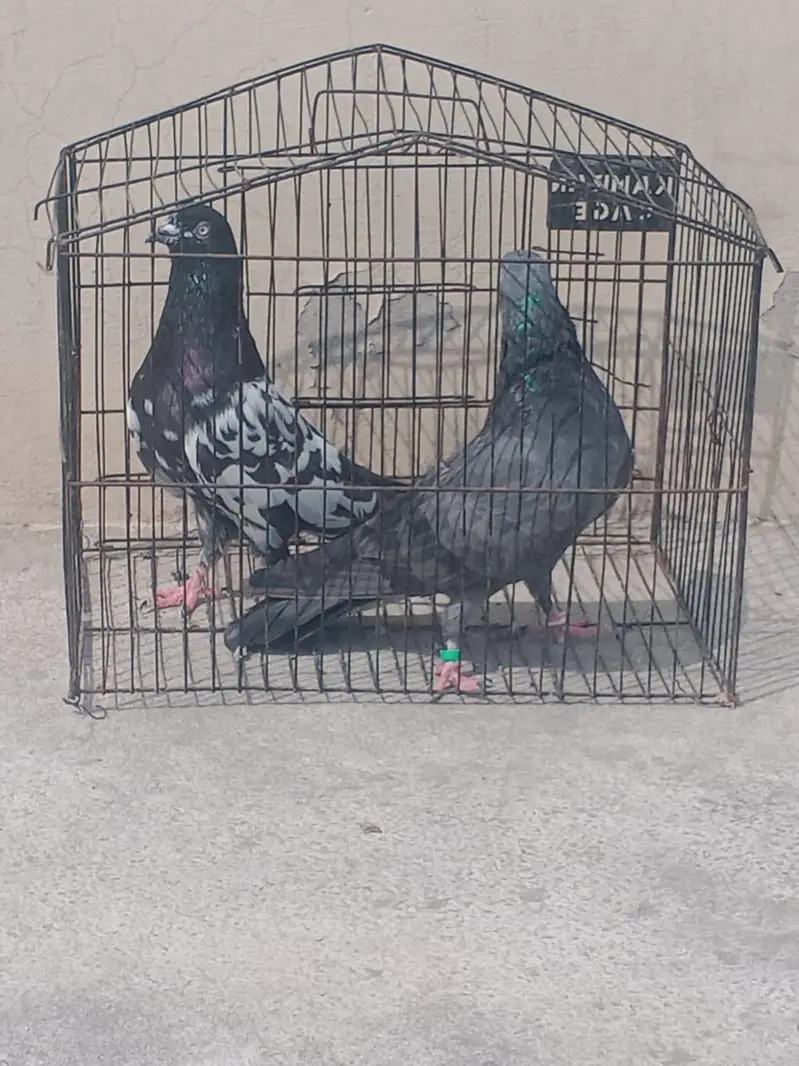 pigeon — photo 2
