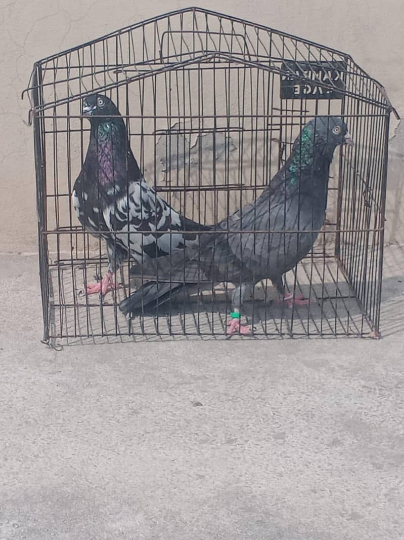pigeon 2