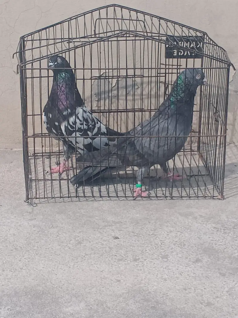 pigeon — photo 3
