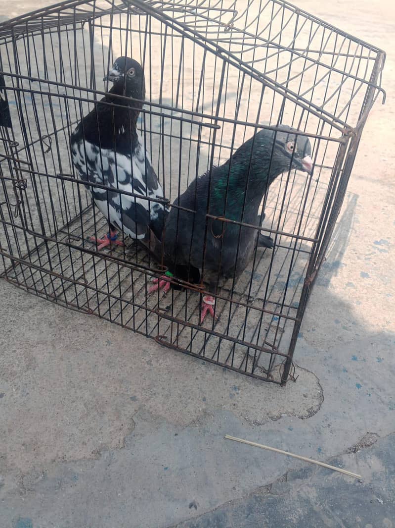 pigeon 3